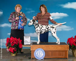 On this past Sunday at the Candy Cane Cluster in Woodland, our St Dominic N  Bret D Who's Gonna Stop Me, was awarded BOB/BOBOH and regular Group 1!  Thank you to judges