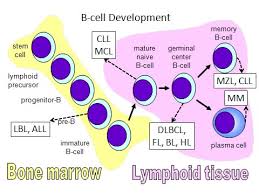 2018 2118 Hodgkin And Non Hodgkin Lymphoma Forms