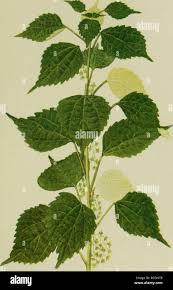 Image result for Boehmeria nivea