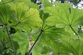 Image result for Cecropia pachystachya