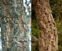 Image result for Quercus suber