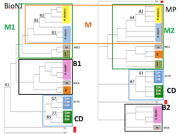 Image result for Euclasta condylotricha