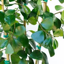 Image result for Ficus triangularis