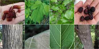 Check spelling or type a new query. Red Mulberry Vs White Mulberry Identification Bplant Org