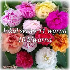 Ada jenis krokot bermahkota tipis dan ada juga jenis krokot bermahkota tebal. Tersedia Jenis Tumpuk Kebun Bunga Krokot Kk26 Facebook