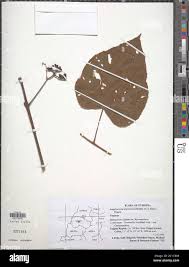 Image result for Ampelocissus abyssinica