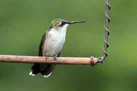 It's hard to usda zone 3, so you can plant it anywhere in minnesota. Hummingbird Migration Citizen Scientists Track Hummingbird Migration With Journey North
