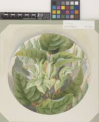 Image result for Mucuna glabrialata