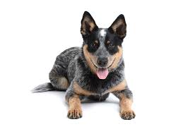 Australian cattle dogs are great pets for anyone who shares their intelligence and high energy. Australischer Treibhund Australian Cattle Dog Hunde