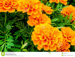 Veja mais ideias sobre cravos, flor da moda, flores art nouveau. Os Cravos De Defunto Colocam Flor Alaranjada Vivida Da Cor Imagem De Stock Imagem De Jardim Marigolds 87936747