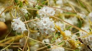 Image result for Cuscuta approximata
