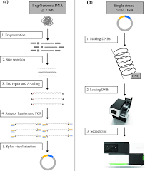 File Flowchart Of Library Construction And Sequencing For