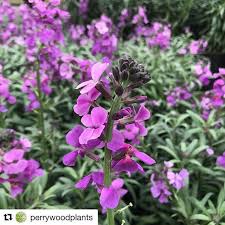 For Long Lasting Colour The Perennial Wallflower Erysimum Bowles Mauve Is A Great Choice Its Perfect For Pollinators And Is Perennials Easy Plants Pollination