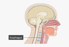 It consists of nasal skeleton, which houses the nasal cavity. A Midsagittal View With Label Nasal Cavity Hd Png Download Transparent Png Image Pngitem