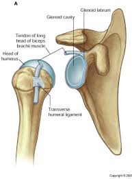 Glenoid Cavity Google Search Shoulder Dislocation Biceps Brachii Muscle Biceps Brachii