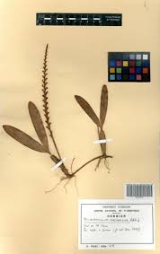 Image result for Bulbophyllum oreonastes