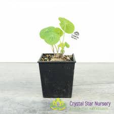 Image result for Stephania cyanantha