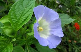 Image result for Nicandra