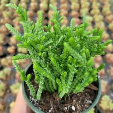 We did not find results for: Crassula Muscosa Watch Chain Succulent Plant Ebay