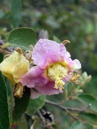 Image result for Cordia sp.A.