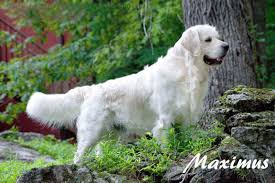 Golden retrievers always rank high among the most popular breeds in the united states. White Golden Retriever Puppies English Cream Akc Certified Holistic Breeder Nj Ny Pa Ct Ma Md De Ri Tx Ca Az Fl