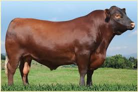 Touro Red Angus More My Style Beef Cattle Cattle Farming Animals Beautiful