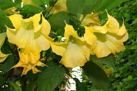 Image result for Brugmansia