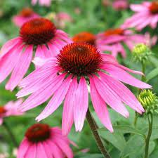 Pin On Flower Power