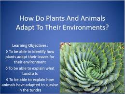 Students Are Able To Identify How Plants Adapt Their Leaves For Their Environment Explain What Tundra Is And To Explain How Ani Environment Plants Adaptations