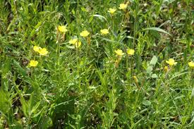 Image result for Onagraceae