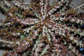 Image result for Euphorbia fanshawei