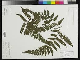 Image result for Triplophyllum