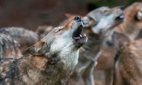 Image result for wolf howling at the moon