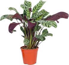 Image result for Ktenante Ctenanthe