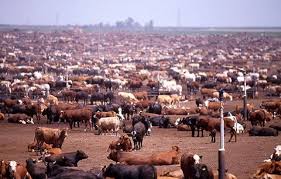 What Do You Think The Major Earth Contaminate Animal Agriculture Factory Farming Animals