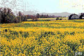 Landscape photography field of yellow petaled flowers. Original Fine Art Digital Fields Yellow Flowers Maryland Painting By G Linsenmayer