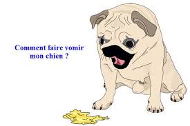 Comment Faire Vomir Mon Chien Ou Chat En Situation D Urgence Conseils Veterinaires De Patrick