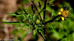 Image result for Bidens bipinnata