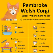 Free for commercial use no attribution required high quality images. Pembroke Welsh Corgi How To Care For Its Hygiene Needs 11pets