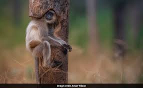 Often, large established trees seem like they are self sufficient, static features in the landscape. A Langur Sits Snugly Inside A Hollow Tree In Viral Pic From Madhya Pradesh