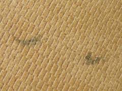 How To Remove Mildew Smell From Carpet Enviroklenz