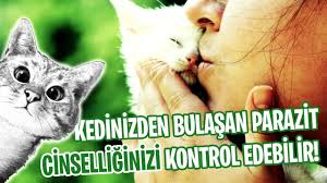 Kedinizin Tasidigi Parazit Beyninizi Ve Cinsel Durtulerinizi Nasil Kontrol Ediyor Evrim Agaci