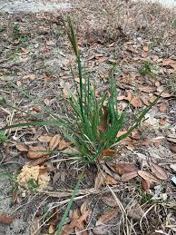 Image result for Eustachys