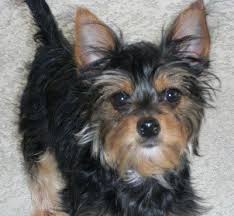 Yorkie Black And Brown Puppy Close Up Little Heidi The Black And Tan Chorkie Puppy Is Standing Outside And Looking Up At The Camera Holder Hybrid Dogs Yorkie Chihuahua Mix Yorkie Mix