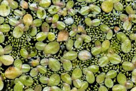 Image result for Wolffia arrhiza