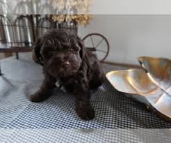 Feel free to browse hundreds of active classified puppy for sale listings. Puppyfinder Com Schnoodle Miniature Puppies Puppies For Sale And Schnoodle Miniature Dogs For Adoption Near Me In Michigan Usa Page 1 Displays 10