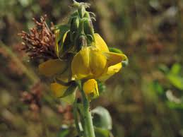 Image result for Crotalaria incompta