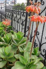 Image result for Cotyledon barbeyi