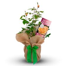 Birthday is an amazing occasion. Rose Bush Happy 70th Birthday Gift Willows Living Gifts Sending Personalised Hand Wrapped Plant Gifts To Loved Ones Homes Throughout The Uk A Gift That Truly Keeps Giving