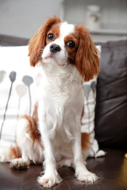 Cavaliers are celebrated for their expressive eyes and sweet, gentle temperament., AI generated